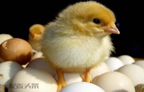 焦煤期货开户冀东水泥股票盘点乾照光电利润预期暴增