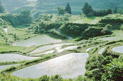 2008火鼠五行缺什么