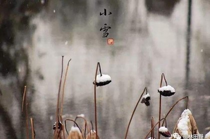 院子里种什么树风水好又旺财