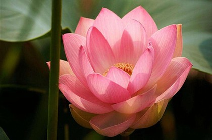 梦见死了去世姐姐过了又死了