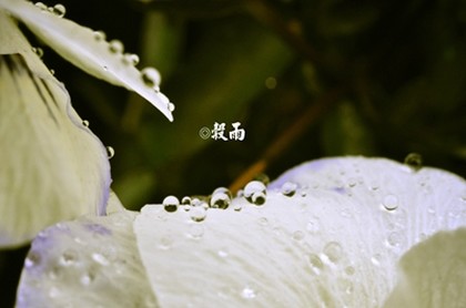 梦见别人给我一颗枣吃