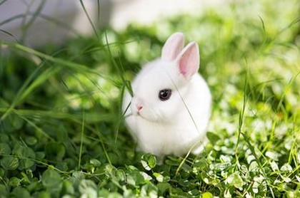 炀的意思