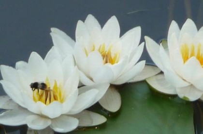 壬水富贵八字条件