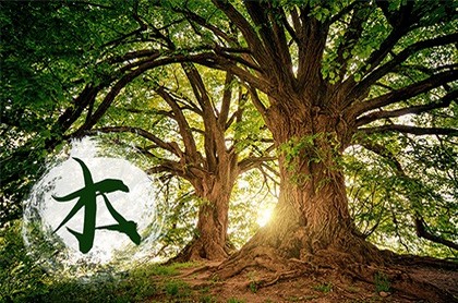 门口养什么植物好风水