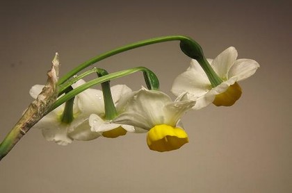 八字葫芦发其祥打一肖
