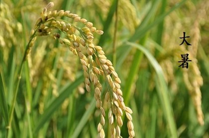 梦见大蟒蛇怀孕是什么征兆