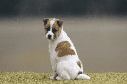 飞鱼占星馆