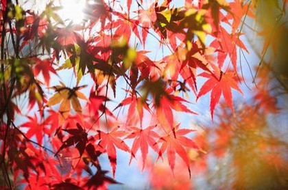 梦见数学作业不会做